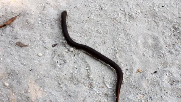 anguille rampant sur le sol 