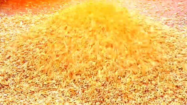 Kurutma sonra temiz pirinç — Stok video