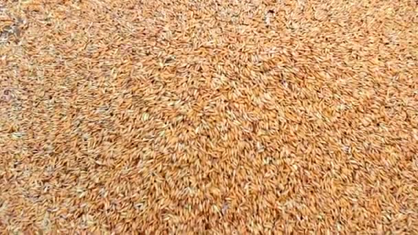 Чистый рис после высыхания — стоковое видео
