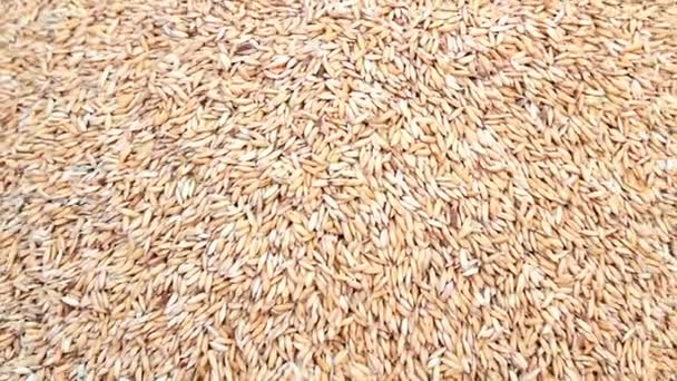 Clean rice after drying — Stock Video