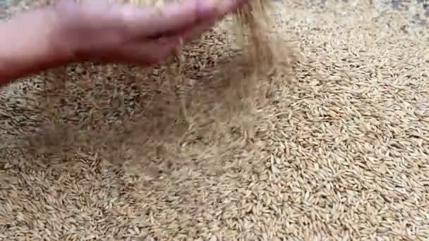 Arroz limpio después del secado — Vídeos de Stock