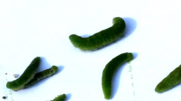 Groene worm op witte achtergrond — Stockvideo