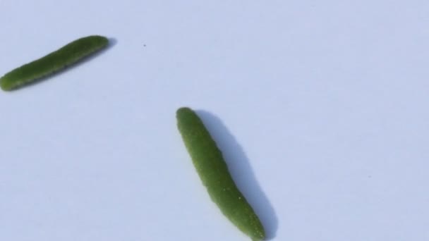 Ver vert sur fond blanc 