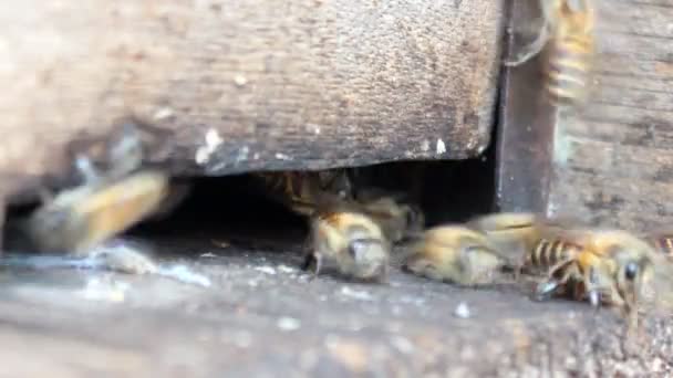 Wabe mit Bienen im Flug — Stockvideo
