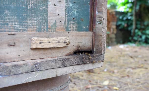 O strukturze plastra miodu z pszczół w locie — Wideo stockowe