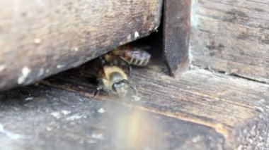 Arılar uçuş ile petek