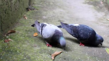 Güvercinler pirinç yemek