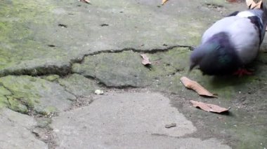 Güvercinler pirinç yemek