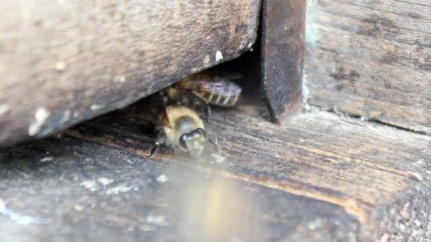 nid d'abeilles en vol 