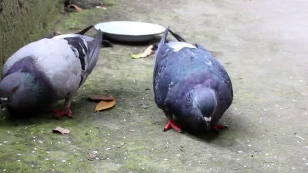 Pigeons eat rice — Stock Video