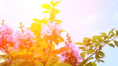 Bahçede çiçek açıyor.