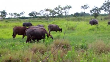 vahşi buffalo ovaları