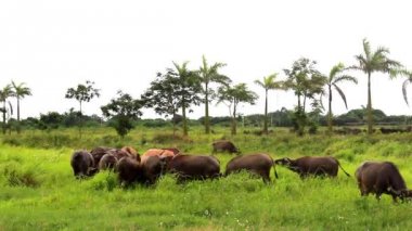 vahşi buffalo ovaları