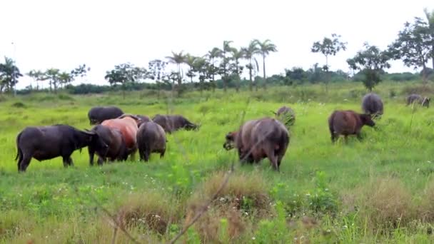 Vahşi buffalo ovaları — Stok video