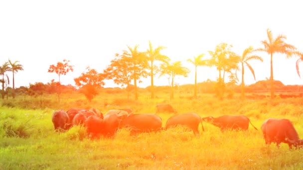 Wild buffalo on the plains — Stock Video