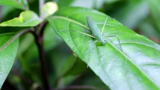 Mantis on leaf — Stock Video