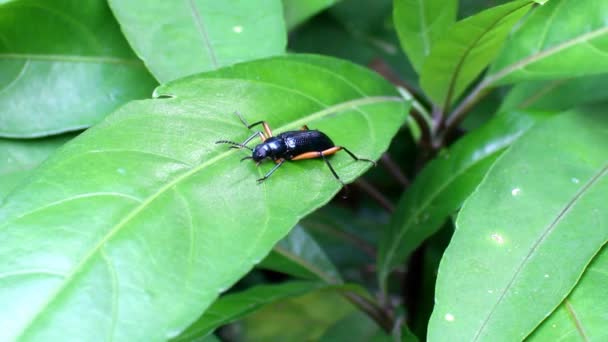 Insecto en el árbol — Vídeo de stock