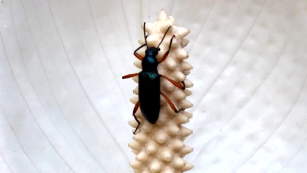 Insecto en el árbol — Vídeo de stock