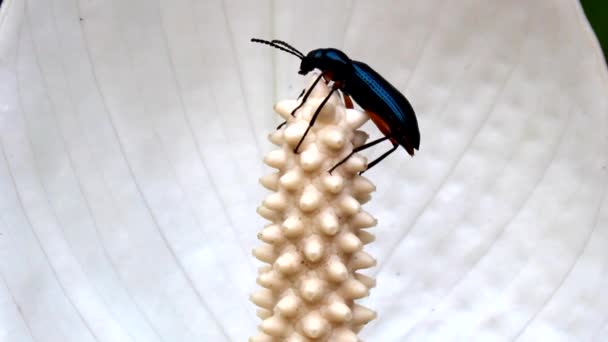 Insecto en el árbol — Vídeo de stock