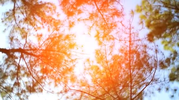 Foresta e cielo — Video Stock