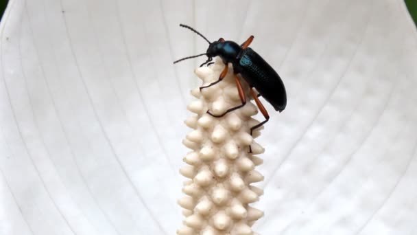 Insecto en el árbol — Vídeo de stock