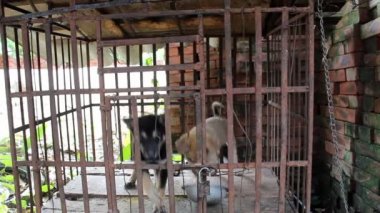 bir kafeste iki köpek