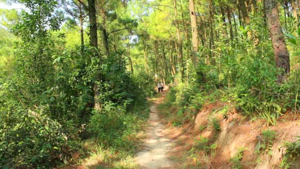 Wanita dan anak-anak memetik pineal di hutan — Stok Video