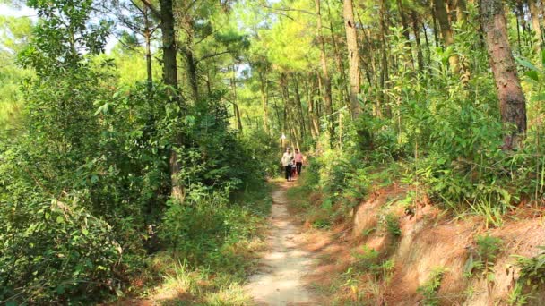 Wanita dan anak-anak memetik pineal di hutan — Stok Video