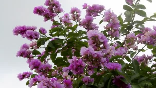 Квіти лагерстромії на вітрі — стокове відео