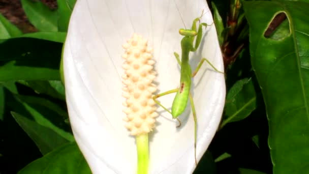 Mantis op blad — Stockvideo