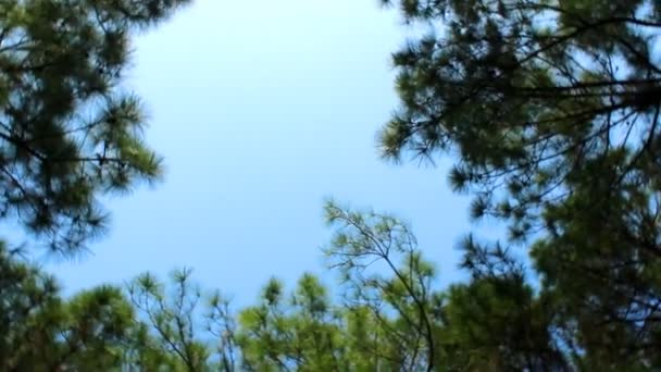 森と空 — ストック動画