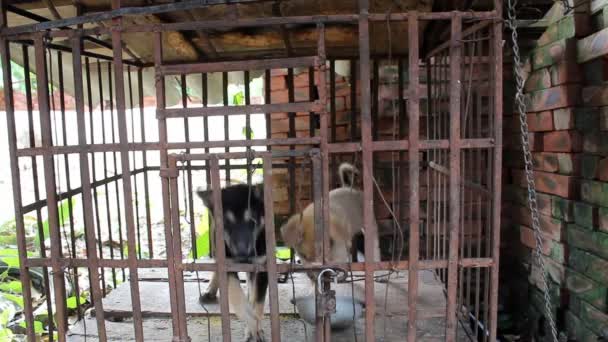 Deux chiens dans une cage — Video