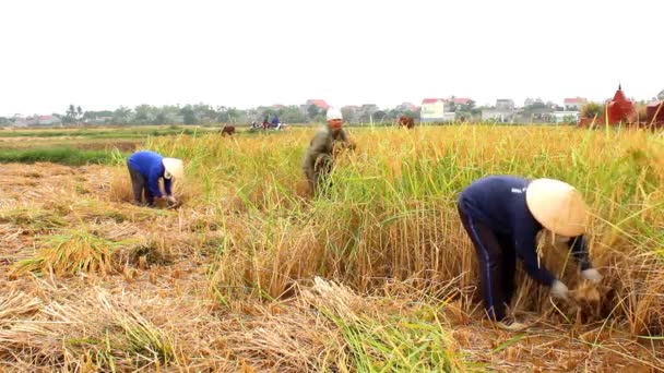 Agriculteurs récoltent sur une rizière — Video