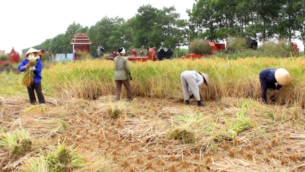 Agricultores cosechan en un campo de arroz — Vídeo de stock