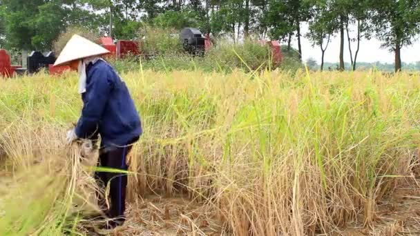 Zemědělci sklizeň rýže pole — Stock video