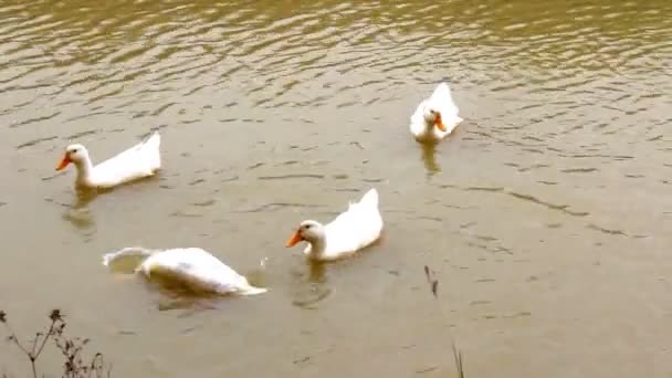 Patos nadando na lagoa — Vídeo de Stock