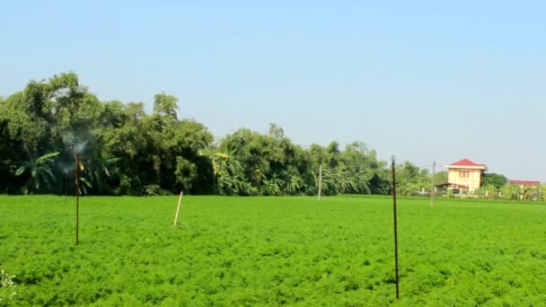  Arrosage pour légumes 