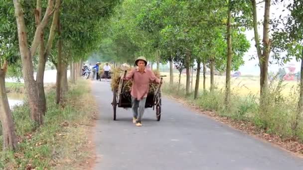 Agricultores colhem em um campo de arroz — Vídeo de Stock