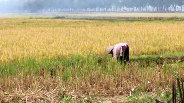 Bauern ernten auf einem Reisfeld — Stockvideo