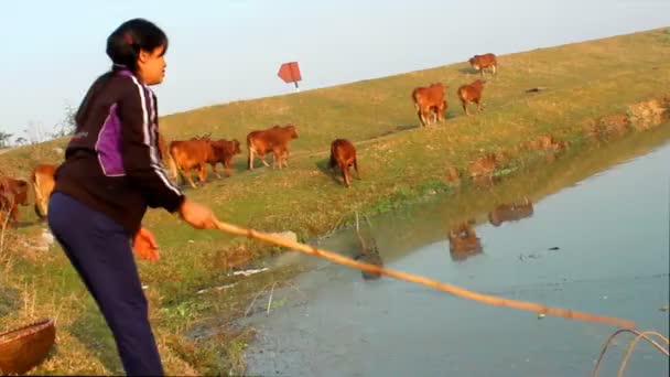 Woman catch shrimp with net — Stock Video