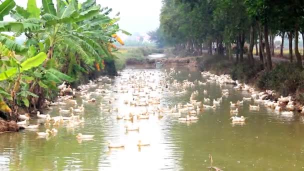 Ducks swimming in the pond — Stock Video