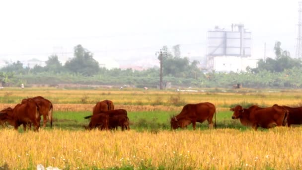 Vaches broutant dans un champ