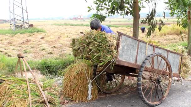 Bønder som høster på en rismark – stockvideo