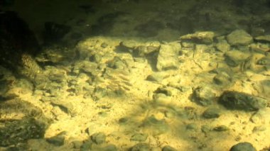 mercan resif üzerinde renkli balık