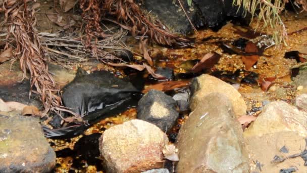 El torrente murmurando — Vídeos de Stock