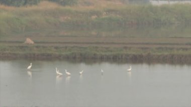 su besleme leylek sürüsü