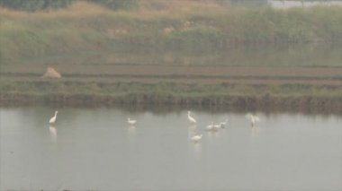 su besleme leylek sürüsü