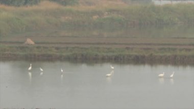 su besleme leylek sürüsü