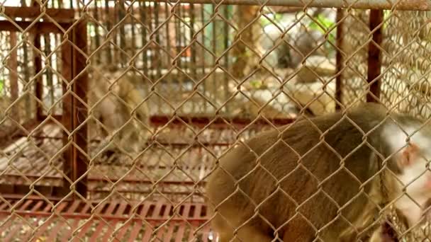 Os macacos alimentam-se e bebem — Vídeo de Stock
