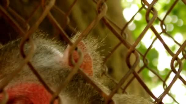 Мавпи годують і п'ють — стокове відео